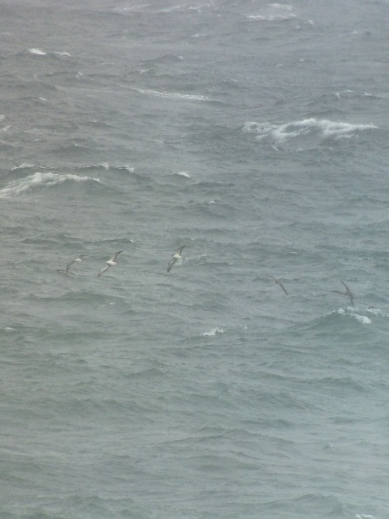 Streaked Shearwater Calonectris leucomelas © Ha Jeong Mun