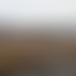 Han Estuary Survey in December (December 2nd, 2024)