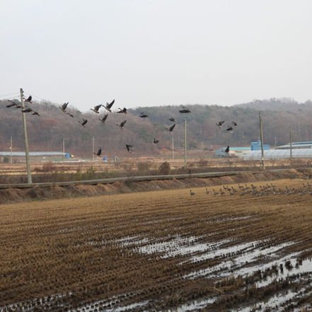 Han Estuary Survey in December (December 2nd, 2024)