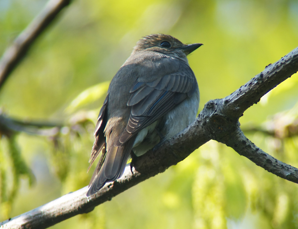 bwflyseccalmale-RS_11