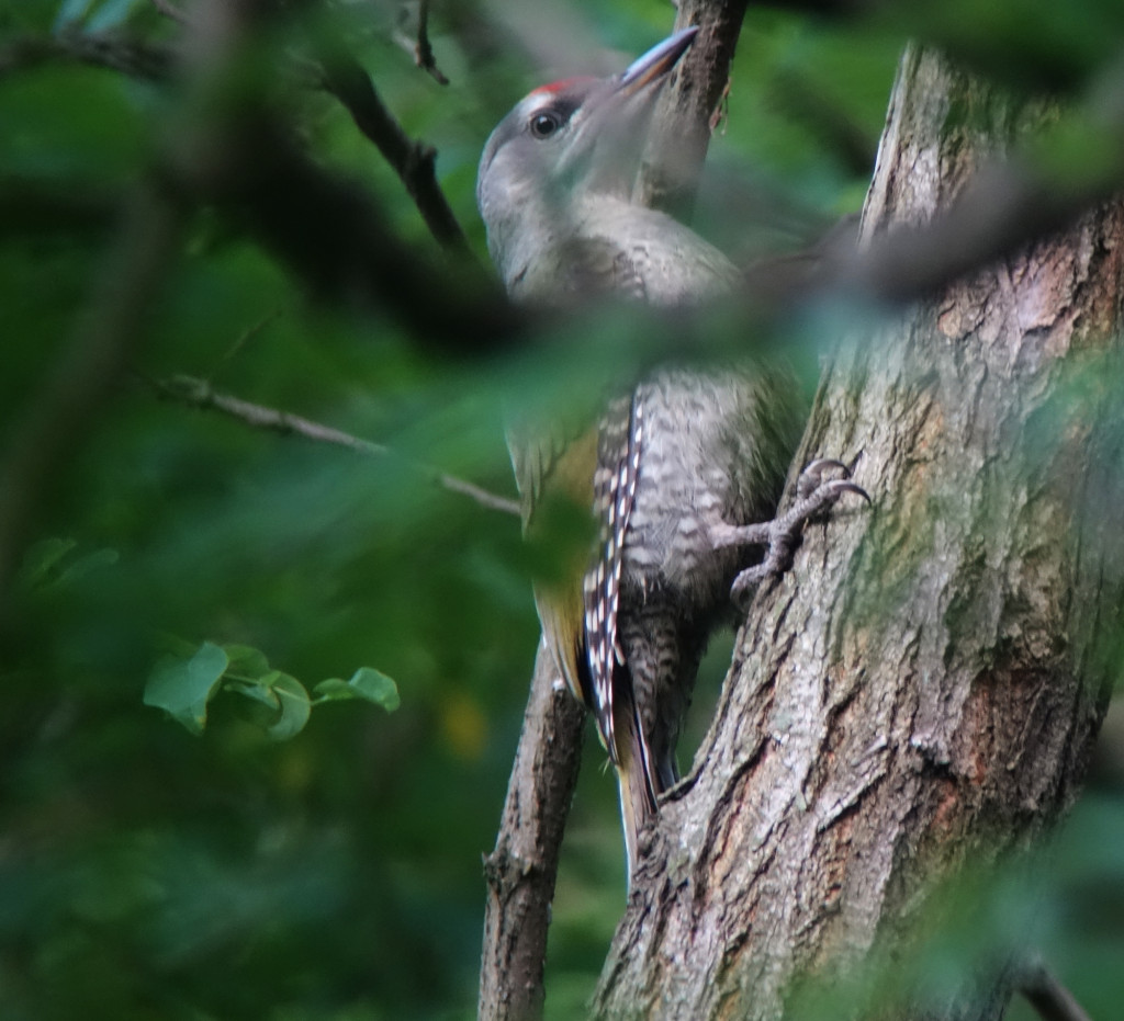 ghgreen_2cym_RS2_July3DSC00267