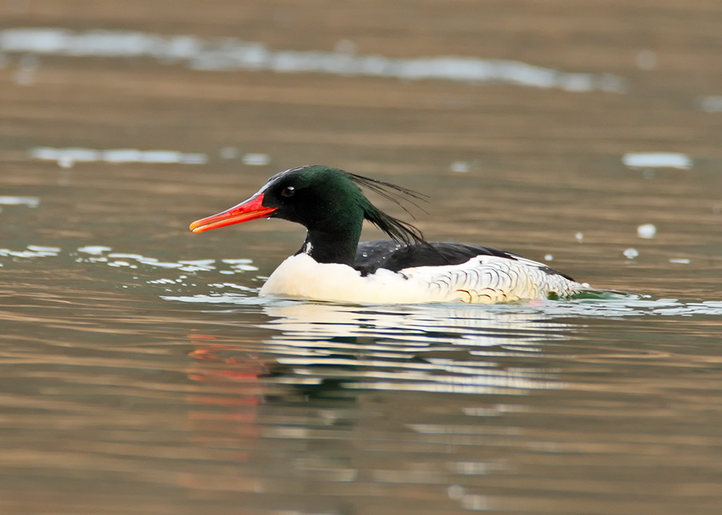 BirdsKorea_archive_Scaly-sided-Merganser