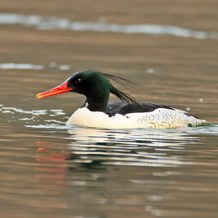 Winter Bird Tours in the ROK