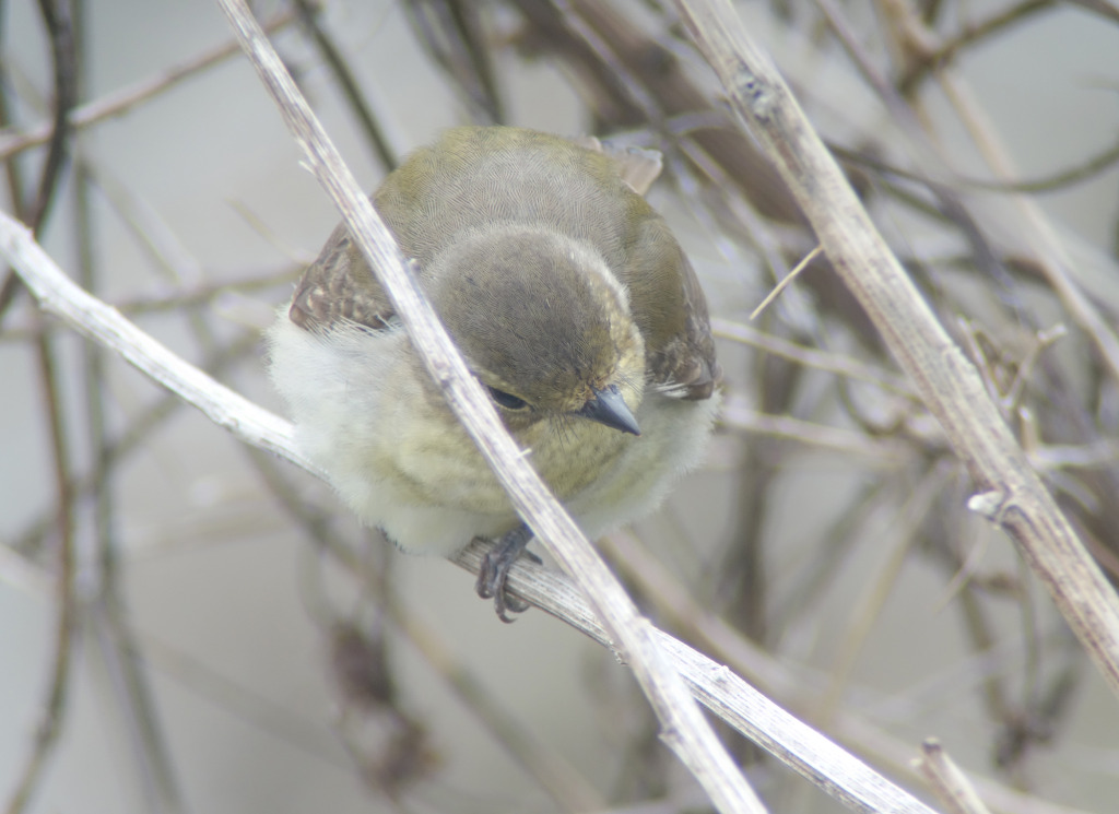 owstonitype_narc_may3_eoch_NM_RS1