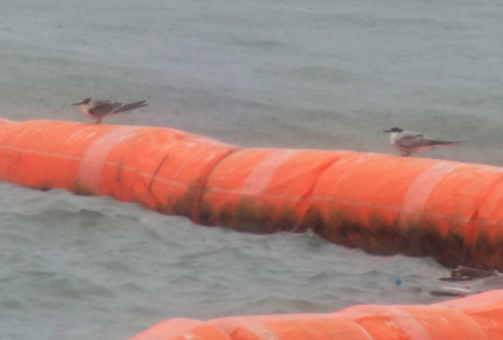 unknownternwithcommon_1_DSC02837