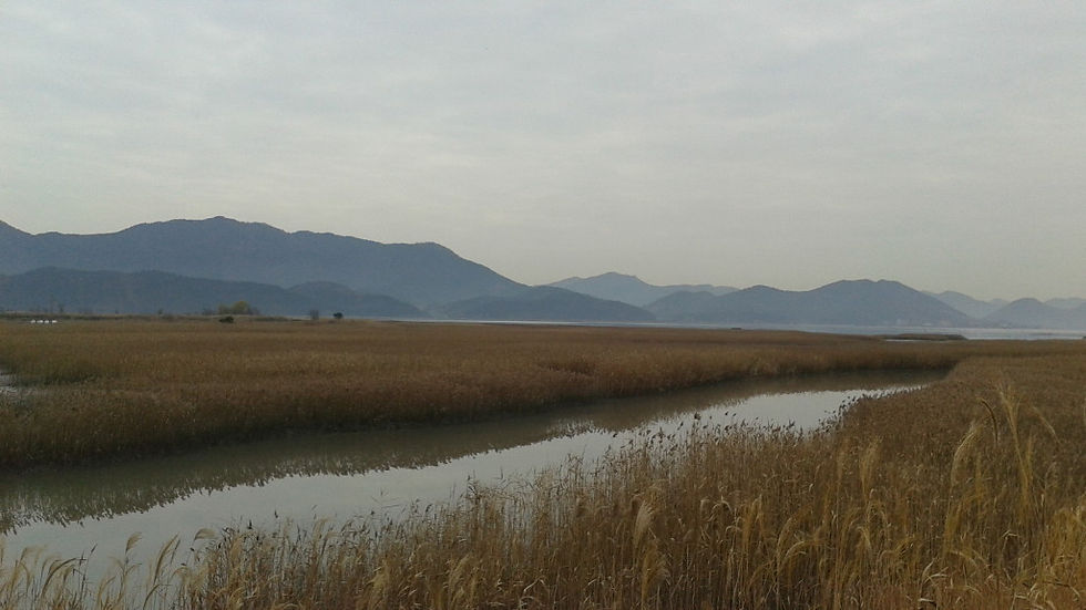 Suncheon Bay © Matt Poll