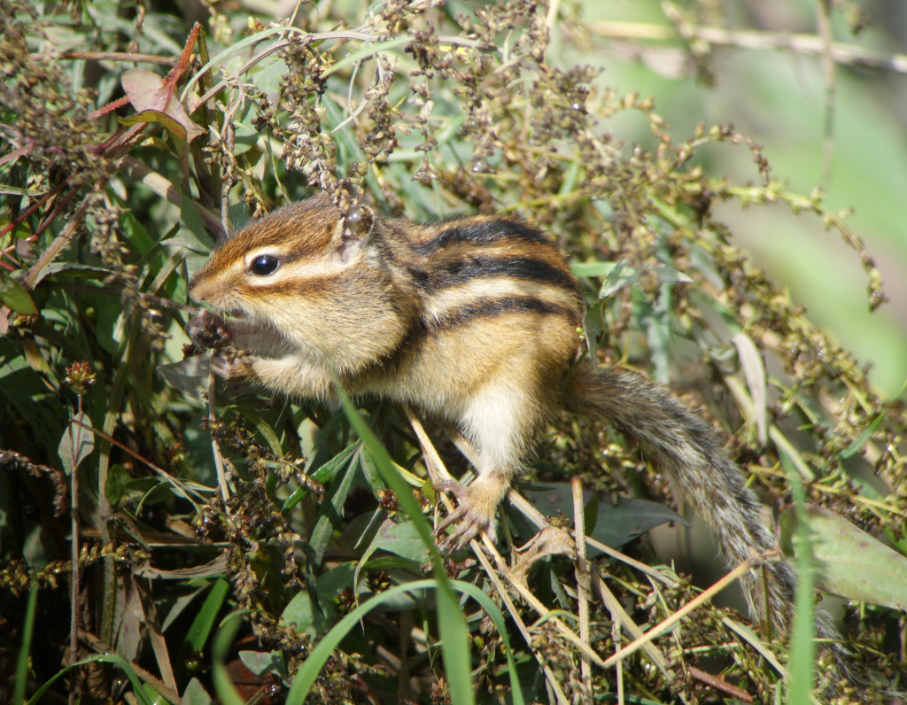 RS-Chipmunk_russia sep 2015 357