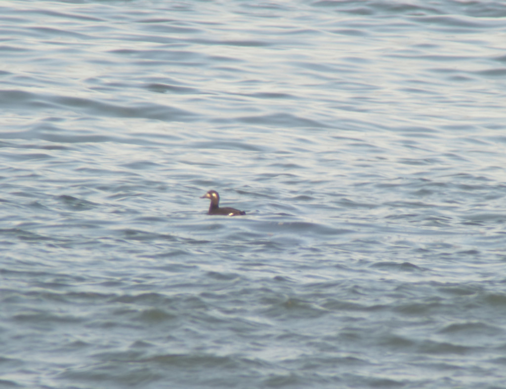 RS-WWscoter_oct25_2015