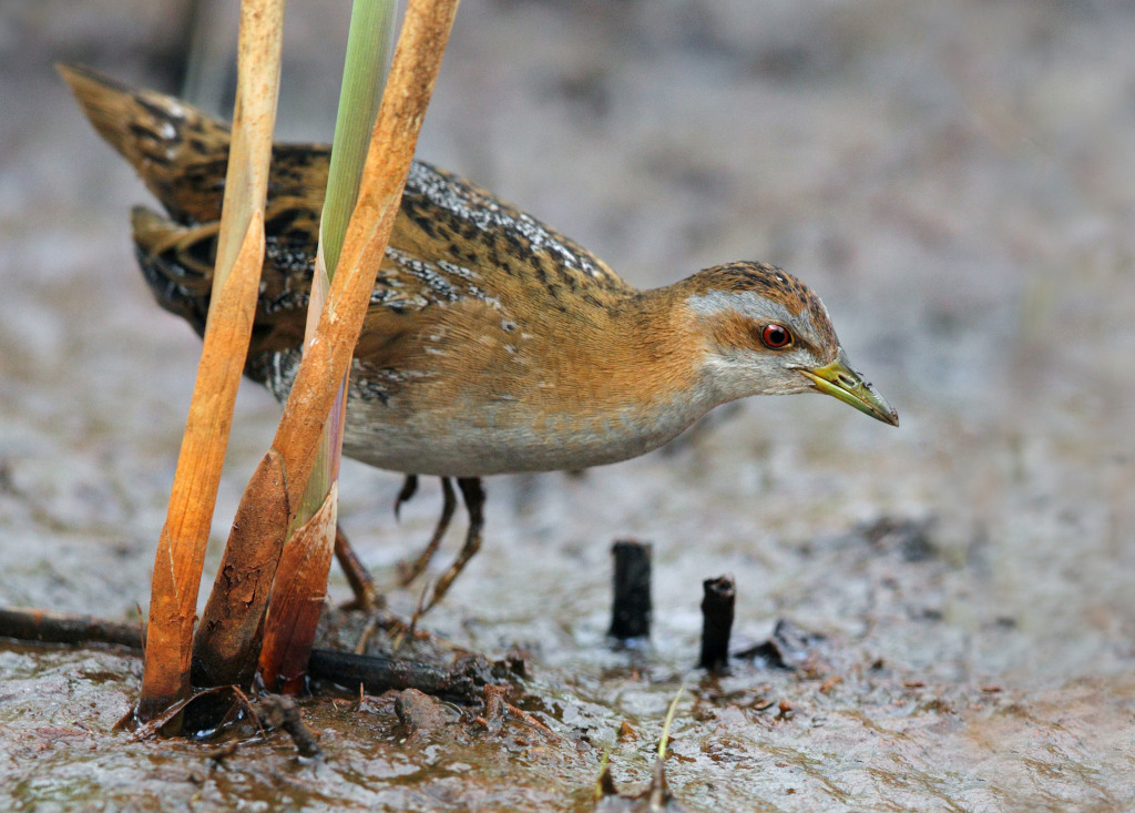 new baillon's AP9F8803