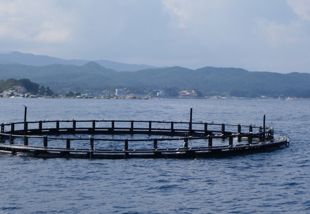 maricultureplatform_RS1_DSC03067