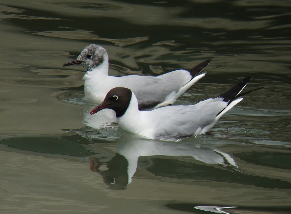 bhgull-rs1