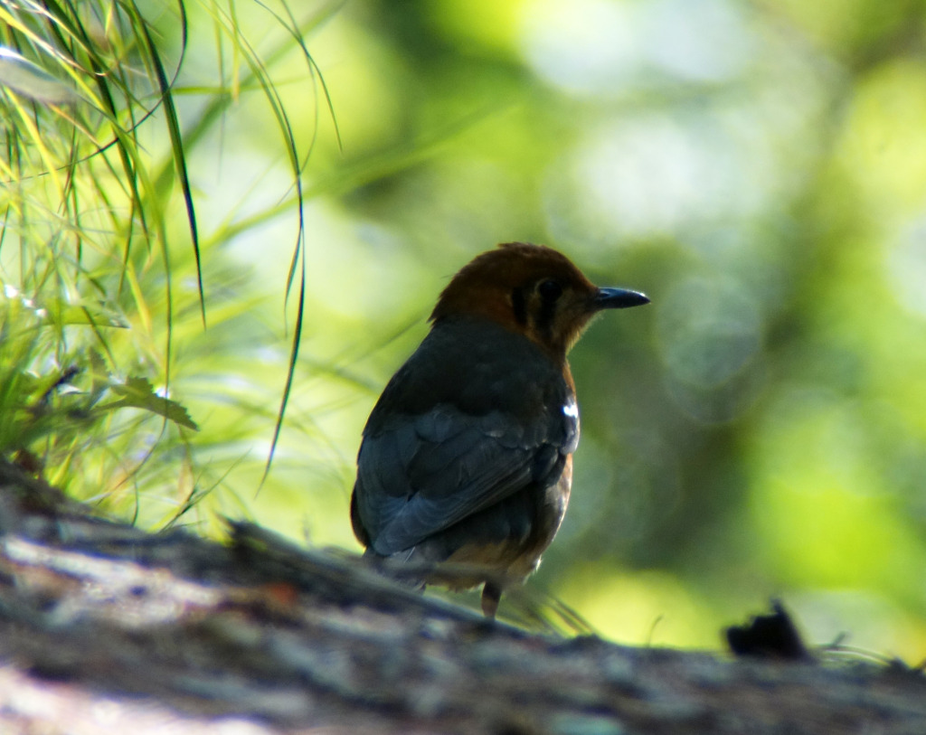 ohthrush_5_May21_RS2