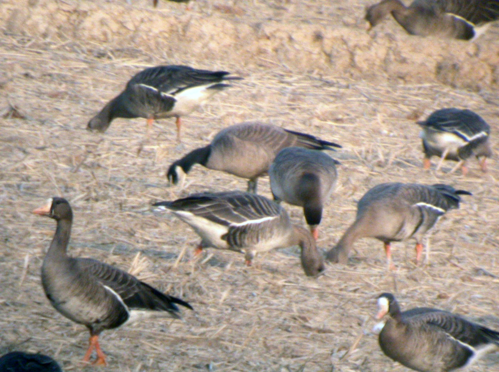 whitecheekedgoose_junam_Feb_2007_NM_RS_DSCN5118