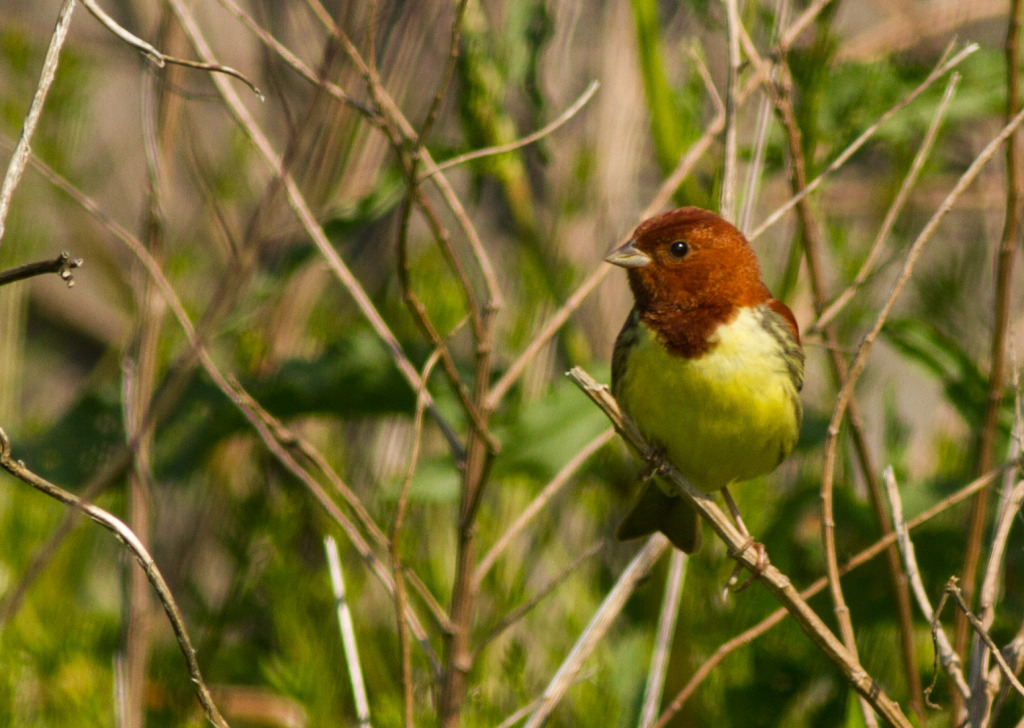 ChestnutBunting_1 (1 of 1)