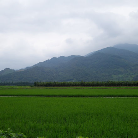 Checklist (Part 3): Bar-headed Goose and criteria to interpret “odd” records