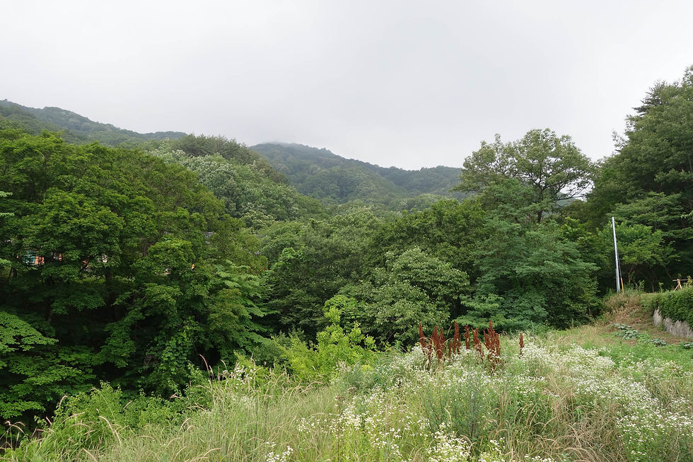 Some of the main habitats in Goseong County: sea (off Daejin harbour, with one of the Arctic Loons just visible!); reed-bed at Hwajin Po (with additional image of singing Oriental Reed Warbler Acrocephalus orientalis © Bernhard Seliger); and forest behind Geonbong Temple (home of several of the Buddha’s teeth…) © Nial Moores