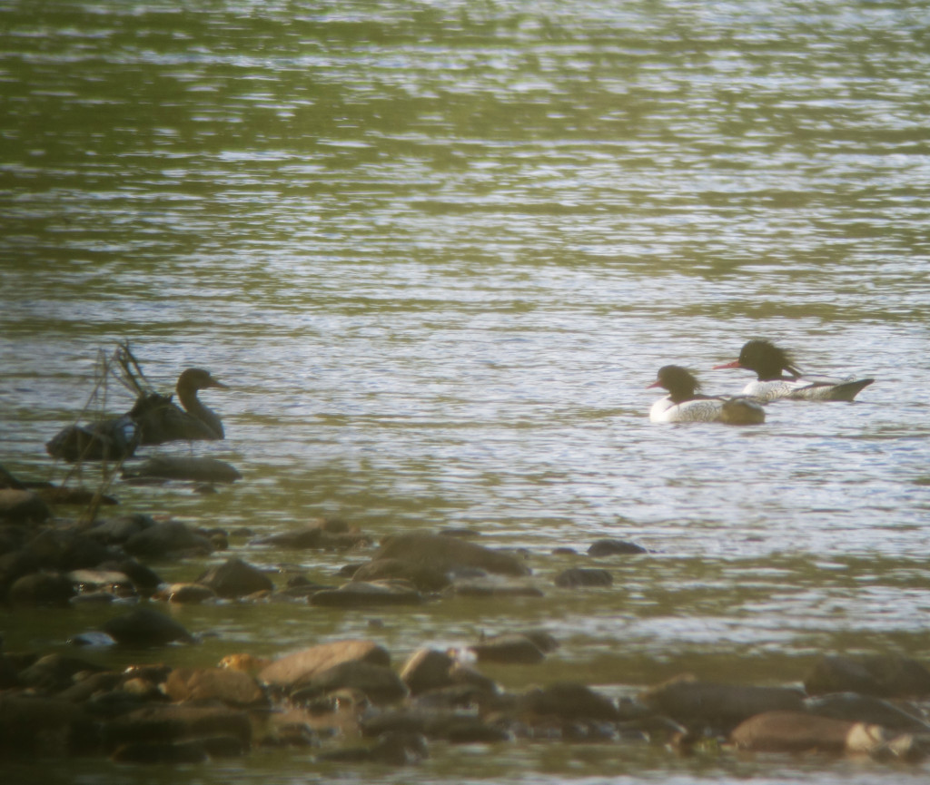 RS-mergansers_russia sep 2015 234