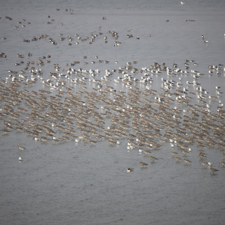 Hwaseong Wetlands Flyway Network Site: March 10th-12th