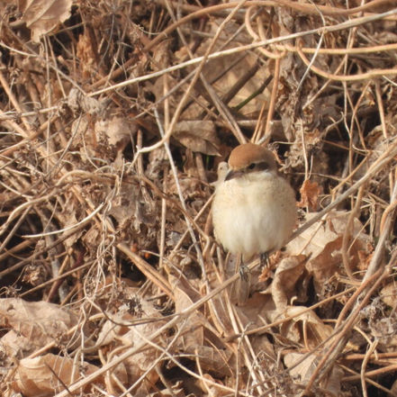 Red-tailed shrike, Lesser White-fronted goose and more in the fields of Gimpo