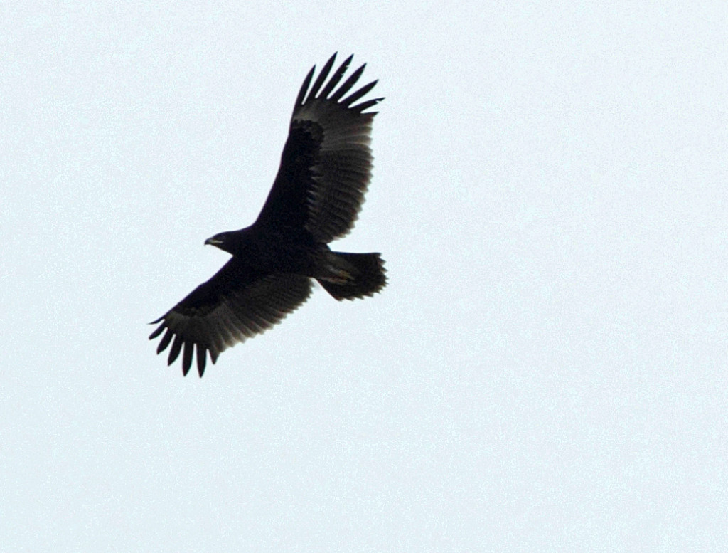 spotty eagle AP9F9496