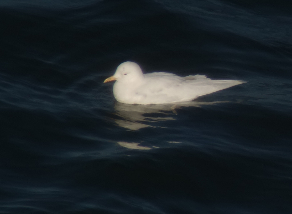 rs-Common Gull_Dec17_NM