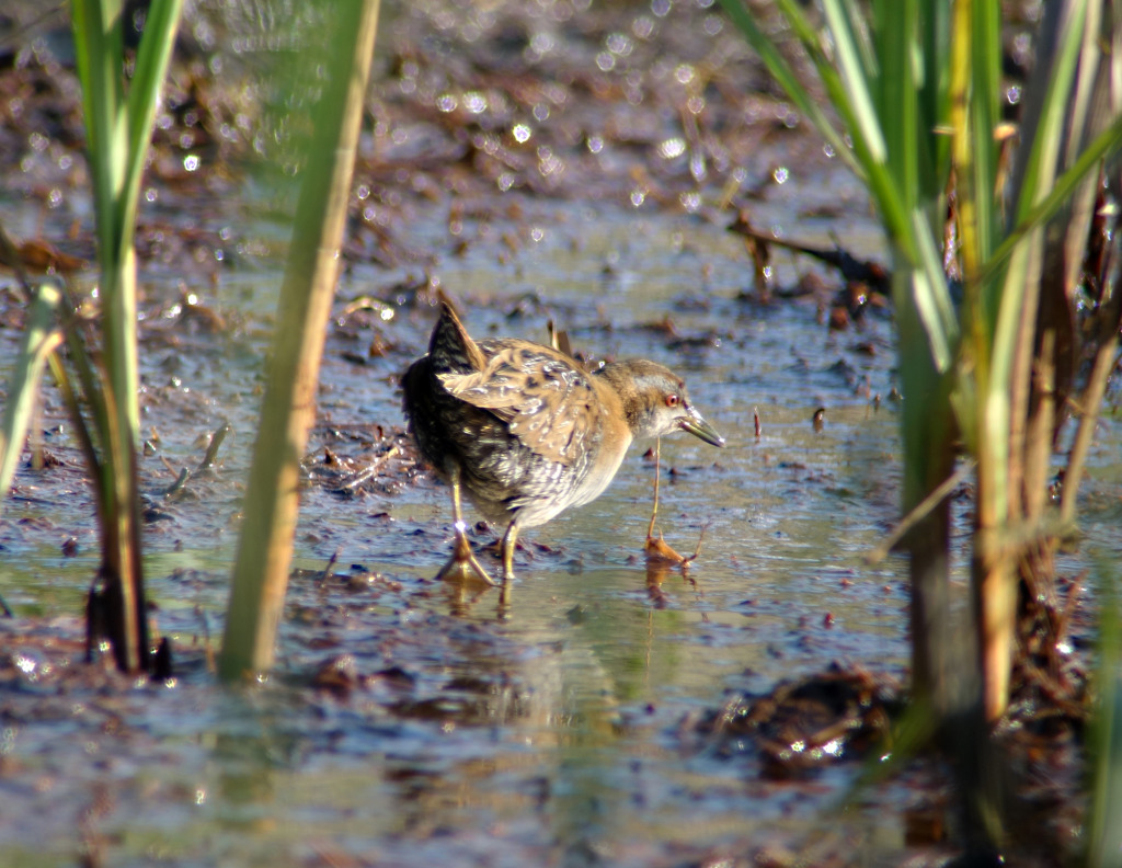 Baillons'_May16_RS2_