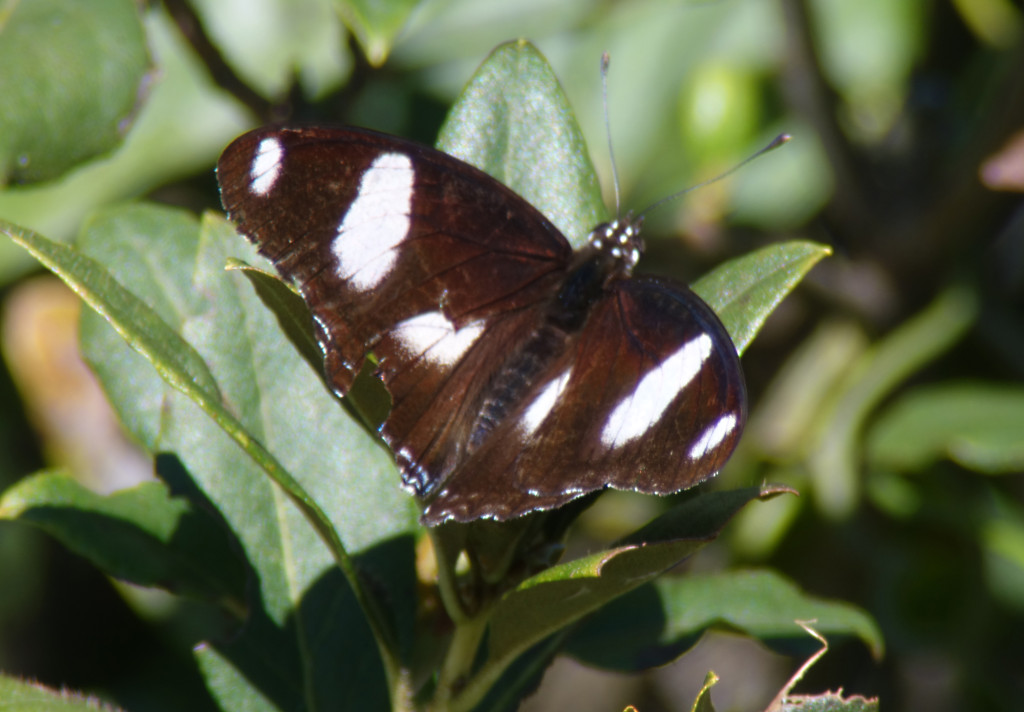 unknownbutterflyrs27