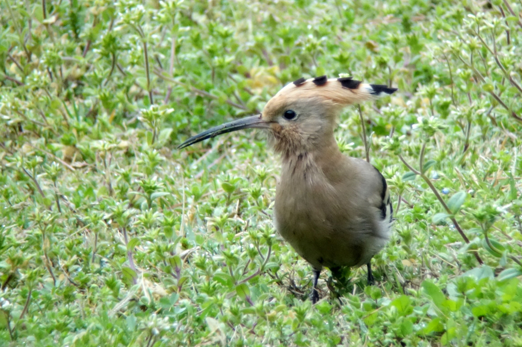 Hoopoe_JL_Apr5
