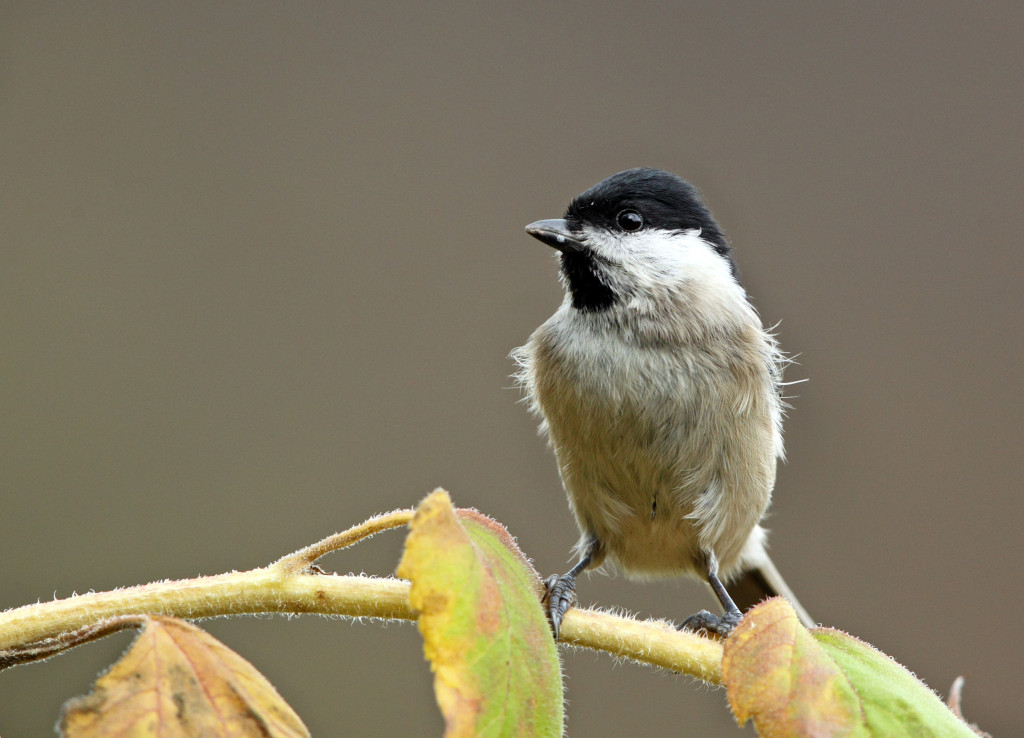 smaller marsh tit AP9F9268