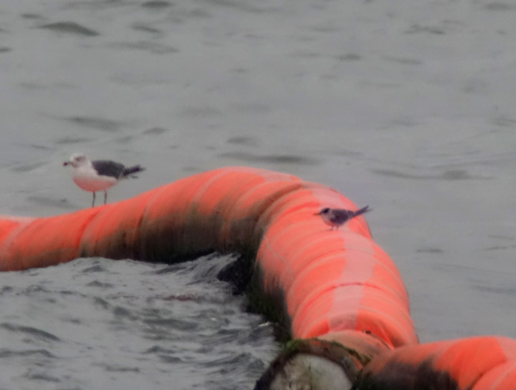 unknowntern4_RS3_DSC02981