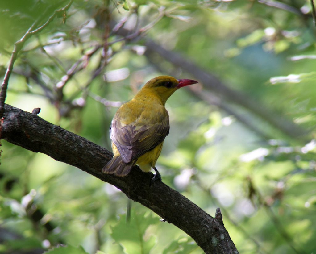 blacknapedoriole_jun3_RS1