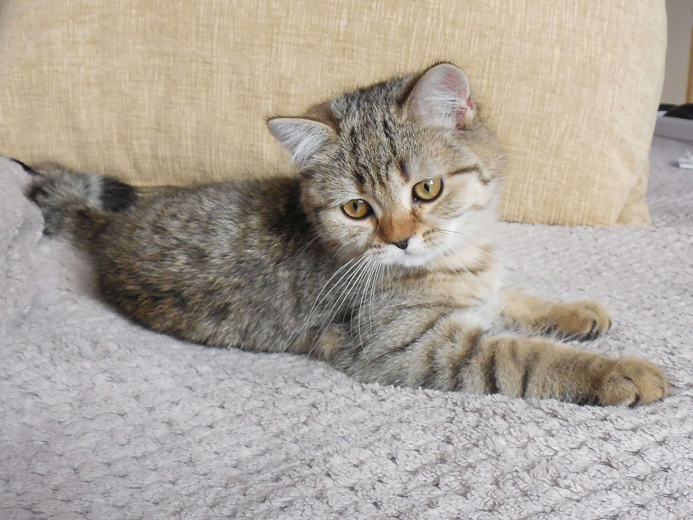 Продажа шотландских котят