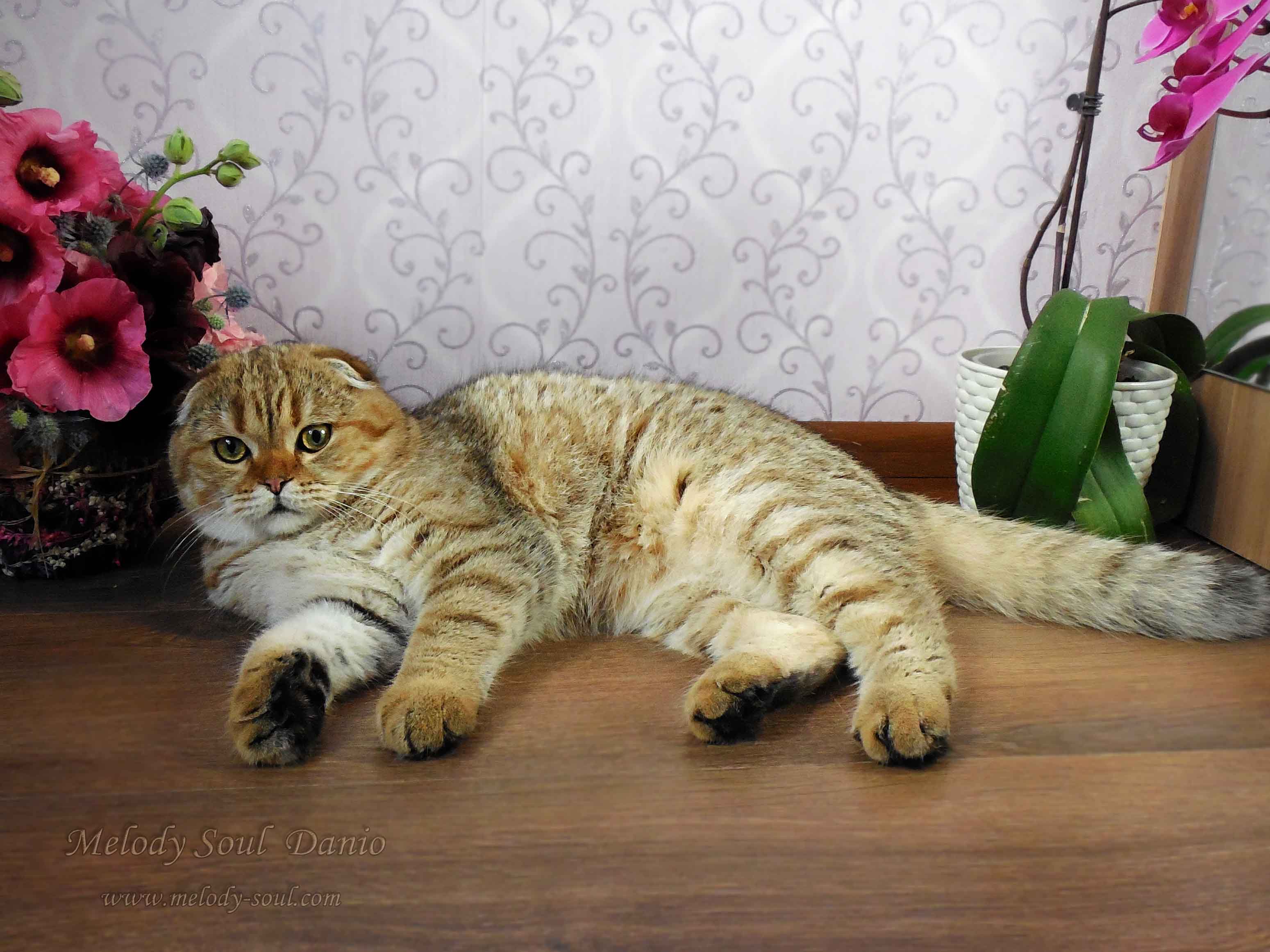 Шотландский вислоухий котик