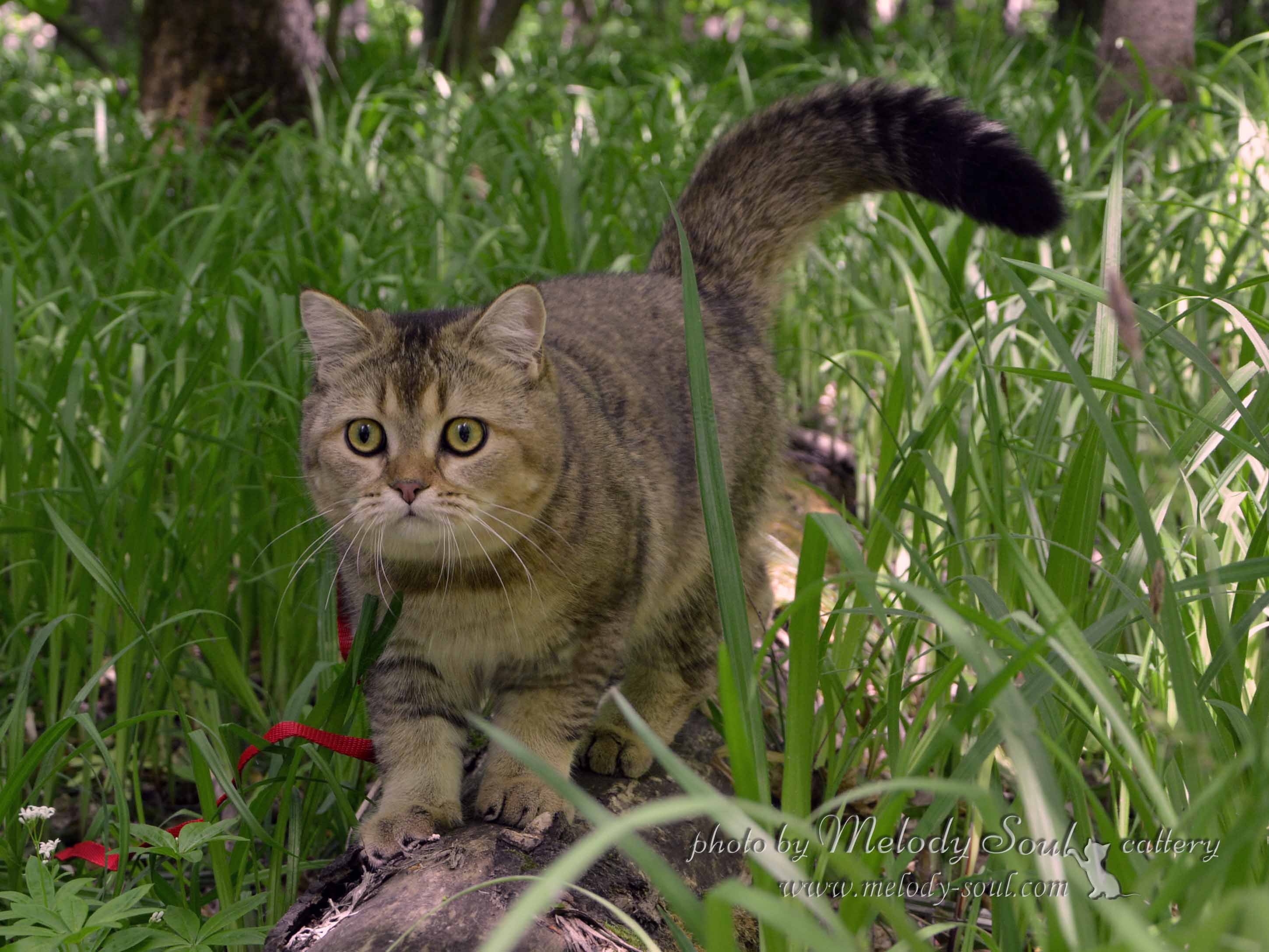 Скоттиш страйт купить
