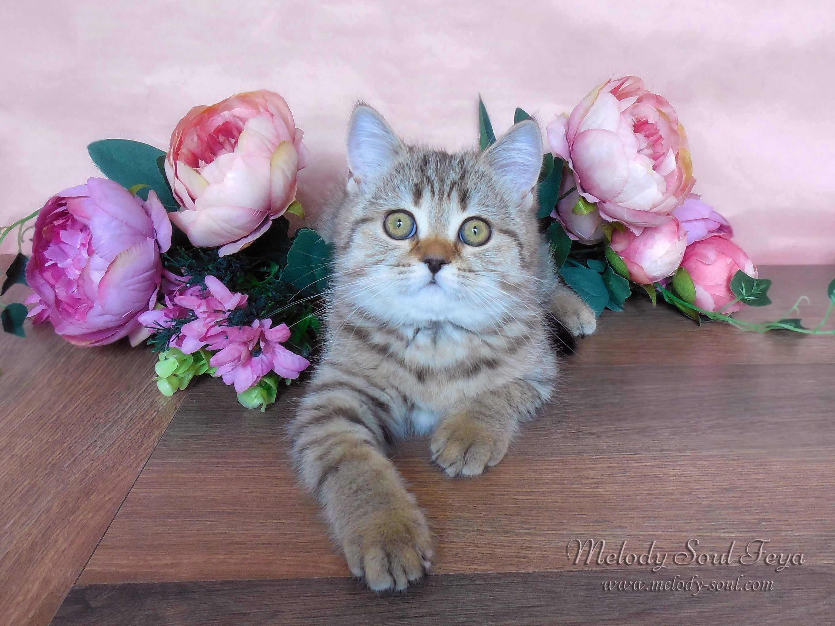 Шотландский котенок купить Казань