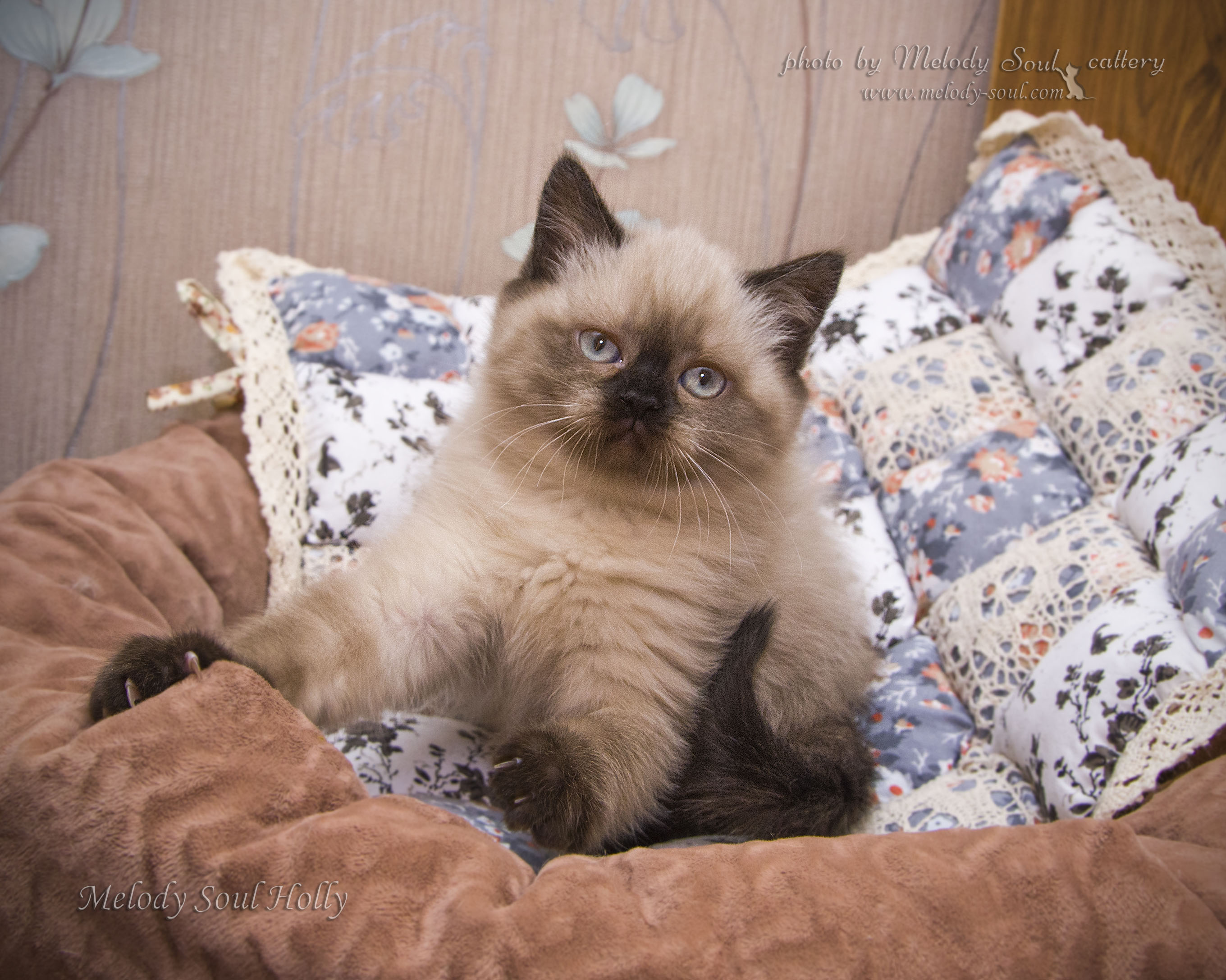 Шотландская прямоухая кошка