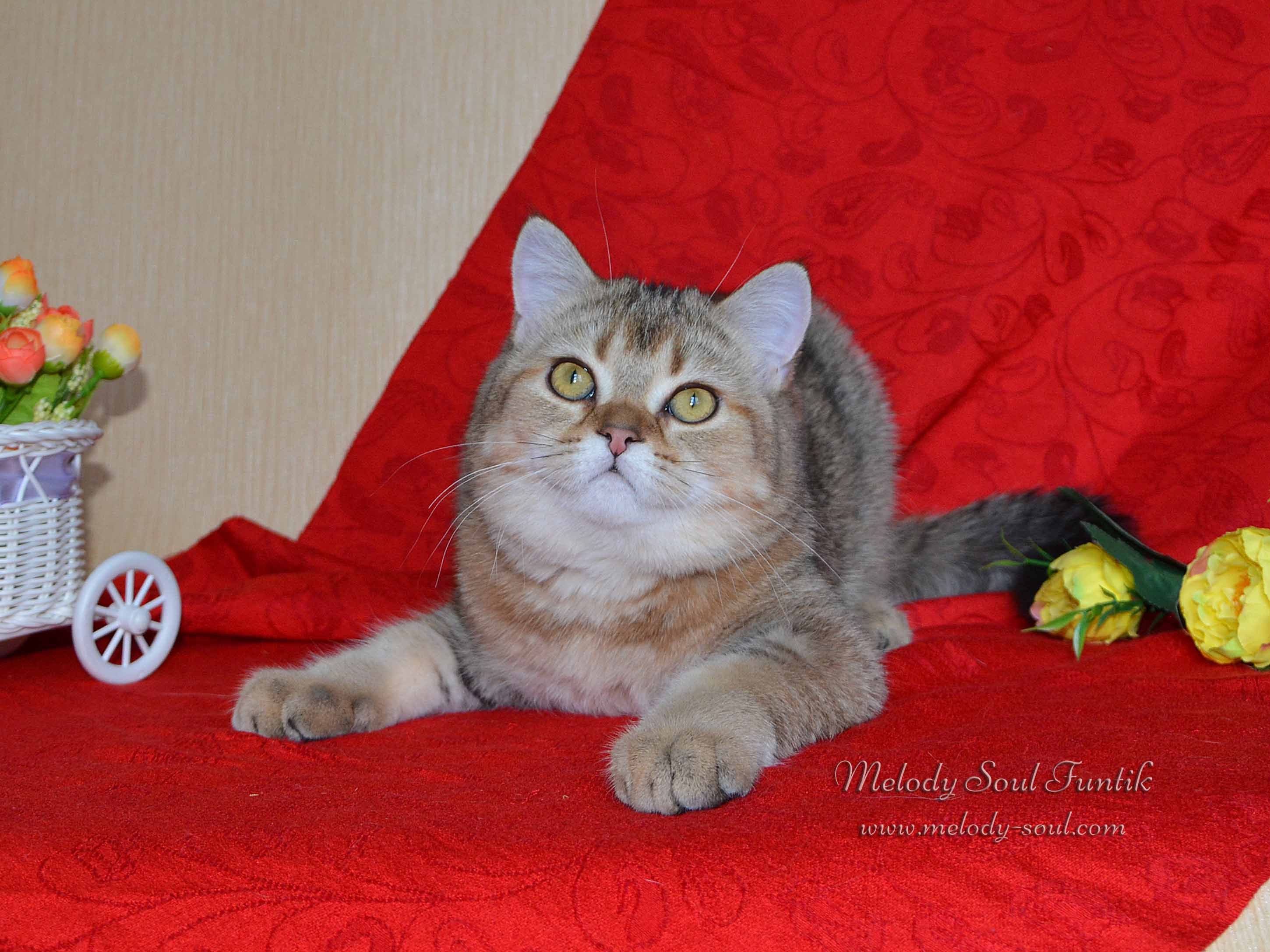 Шотландский котенок купить Казань