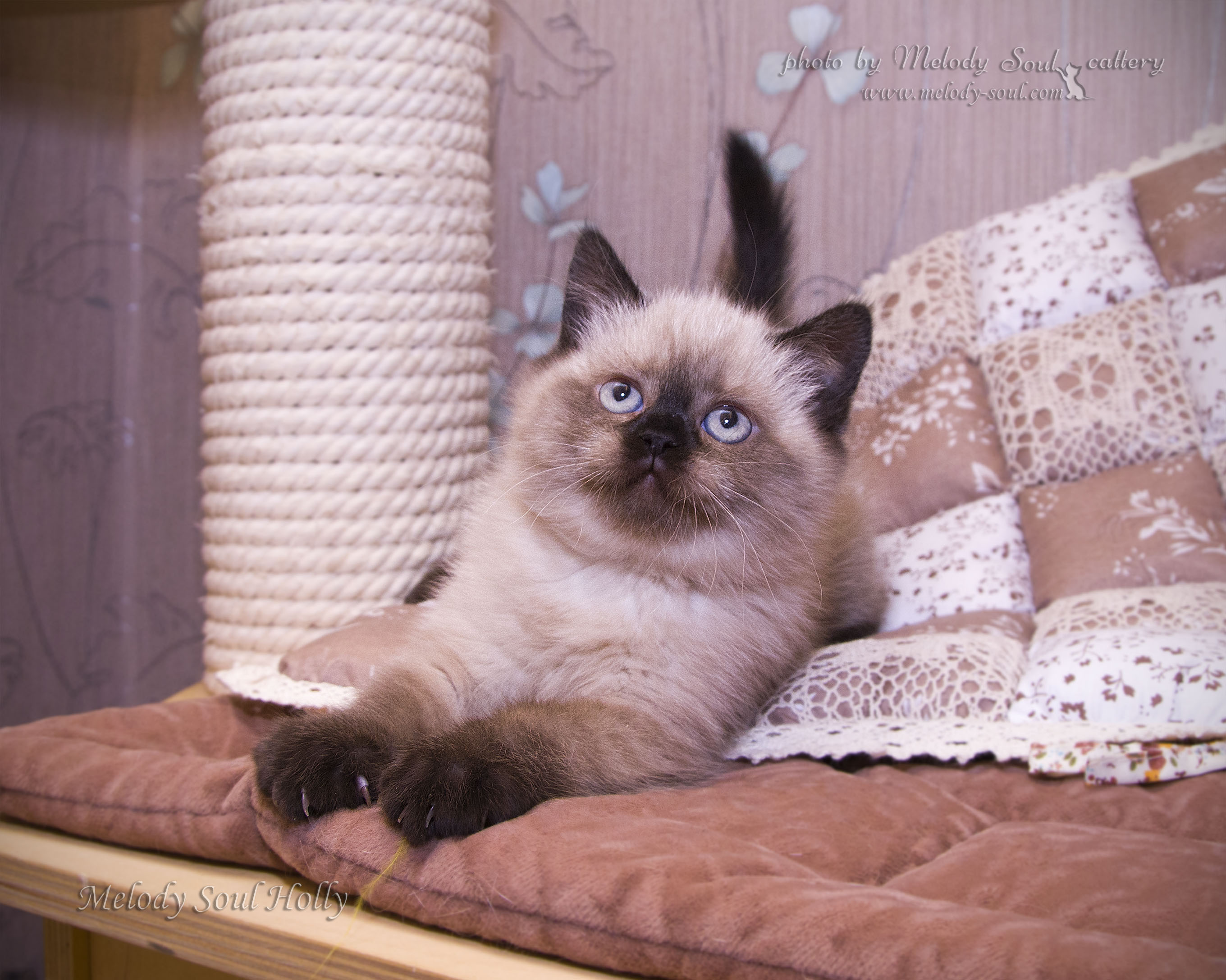 Шотландская прямоухая кошка