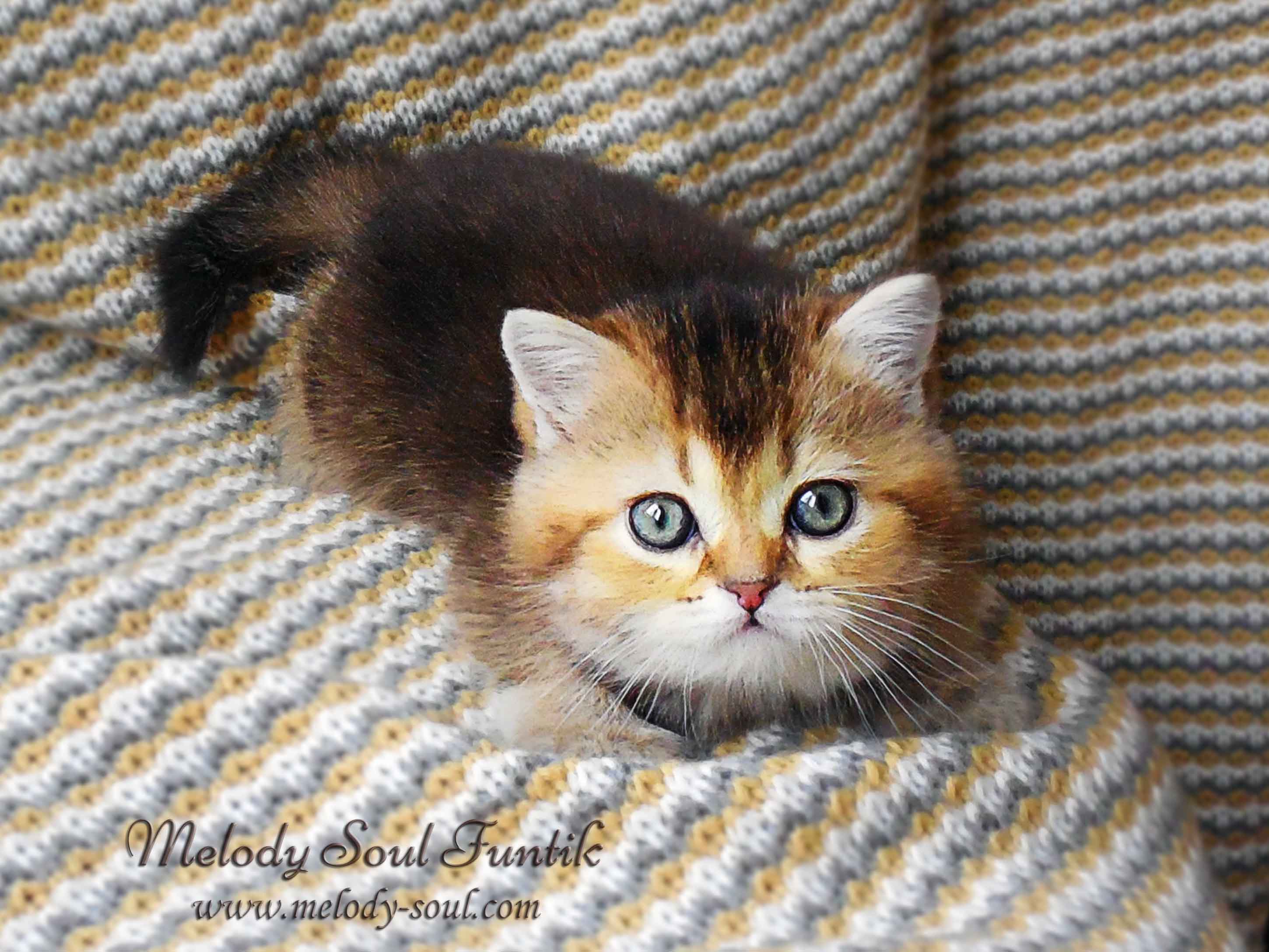 Шотландский короткошерстный котенок