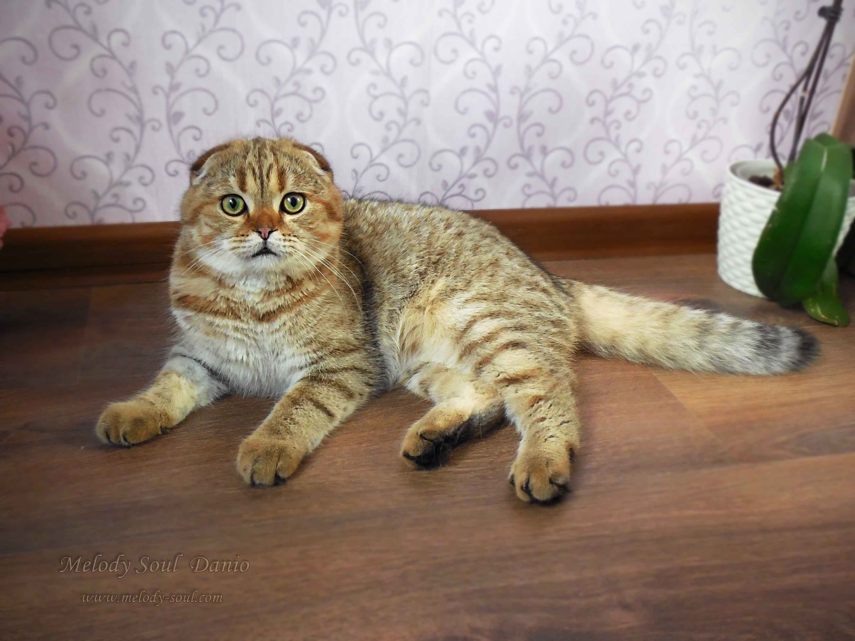 Шотландский вислоухий котик