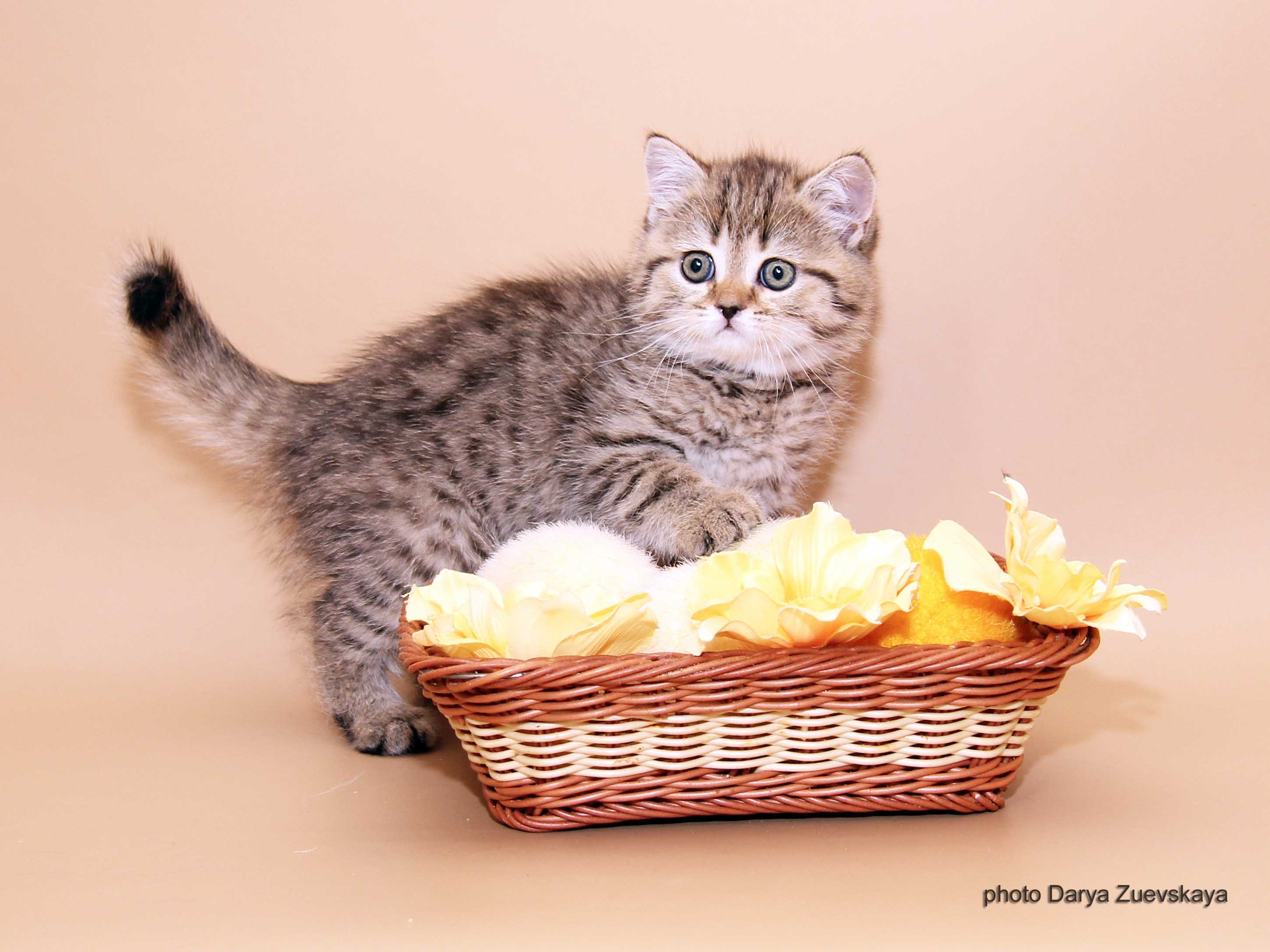 Шотландский котенок купить Казань