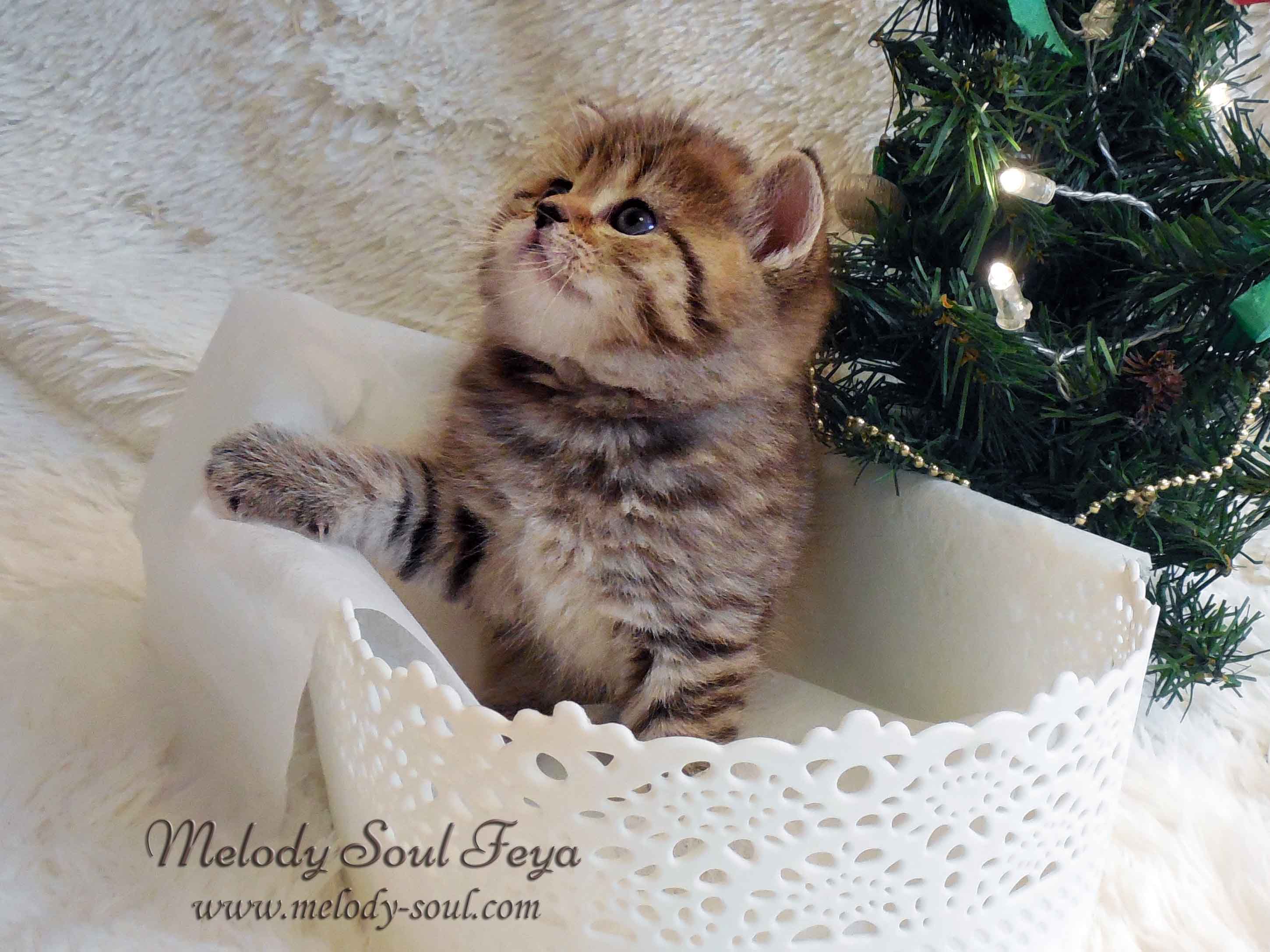 Шотландский короткошерстный котенок
