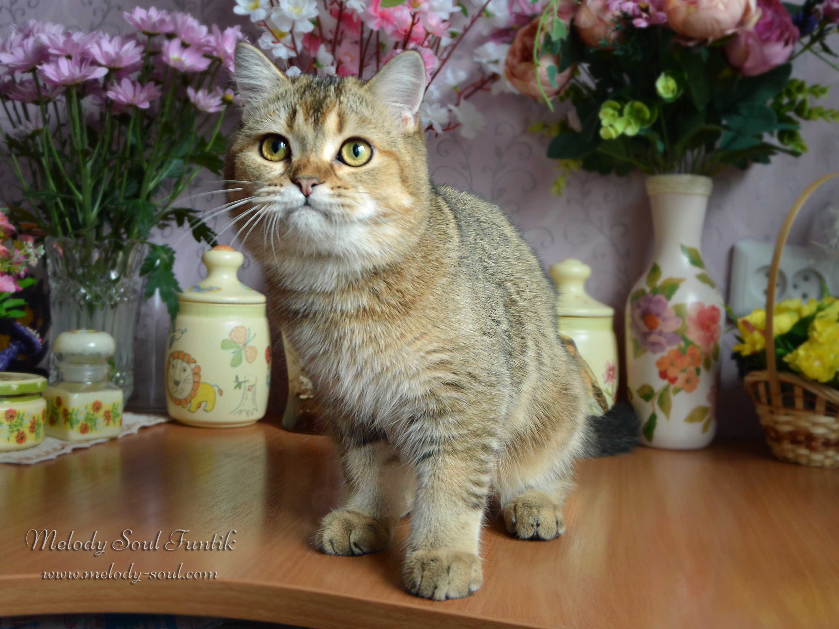 Шотландский котенок купить Казань