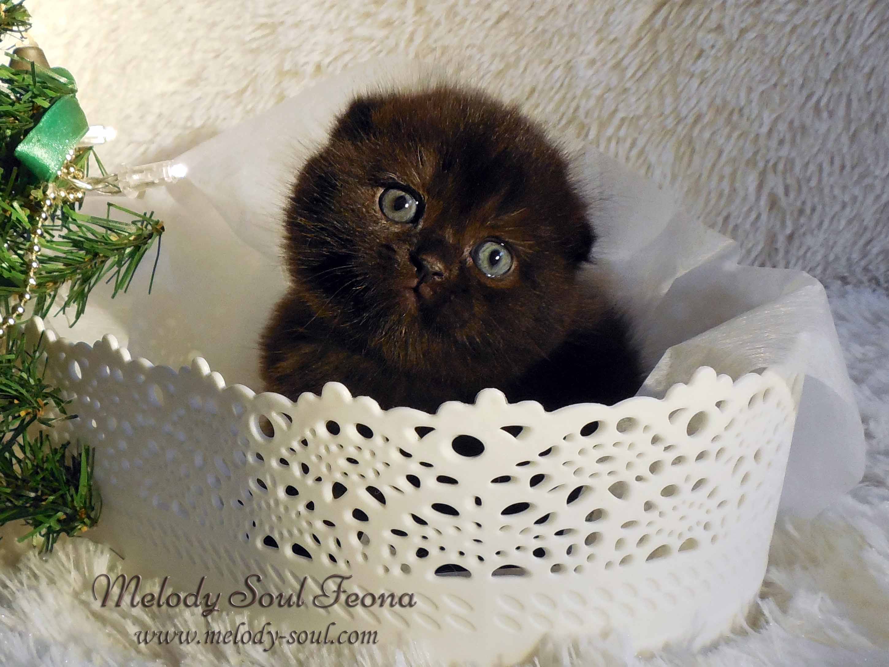 Шотландский вислоухий котенок купить