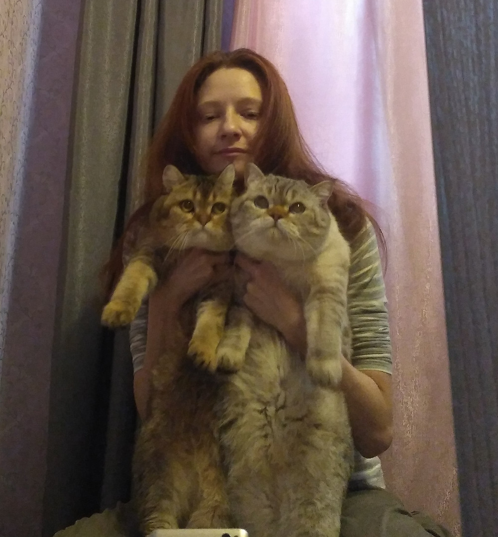 мои любимые шотландские коты