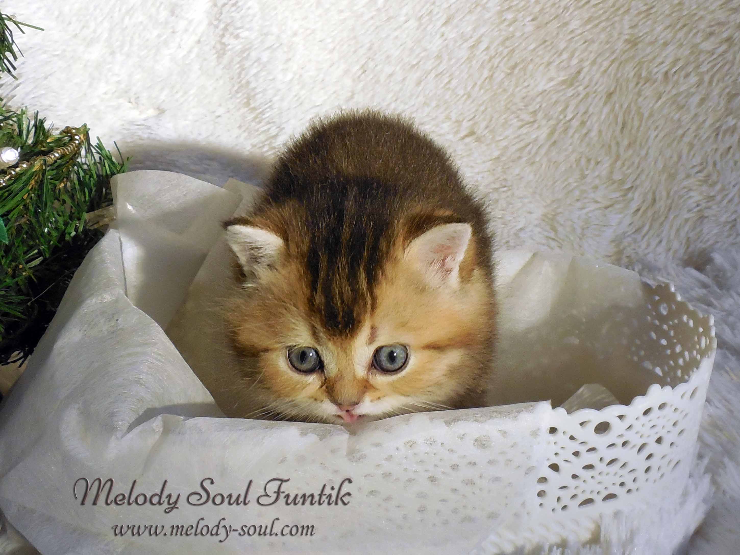 Шотландский короткошерстный котенок