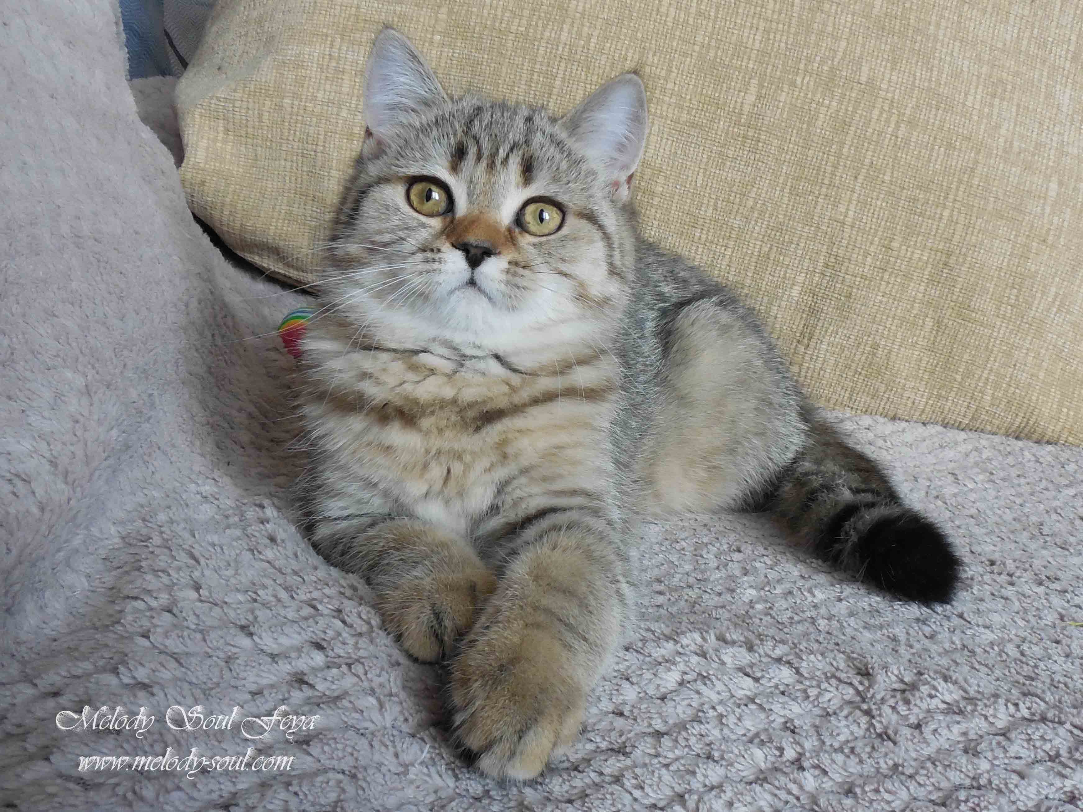 Продажа шотландских котят