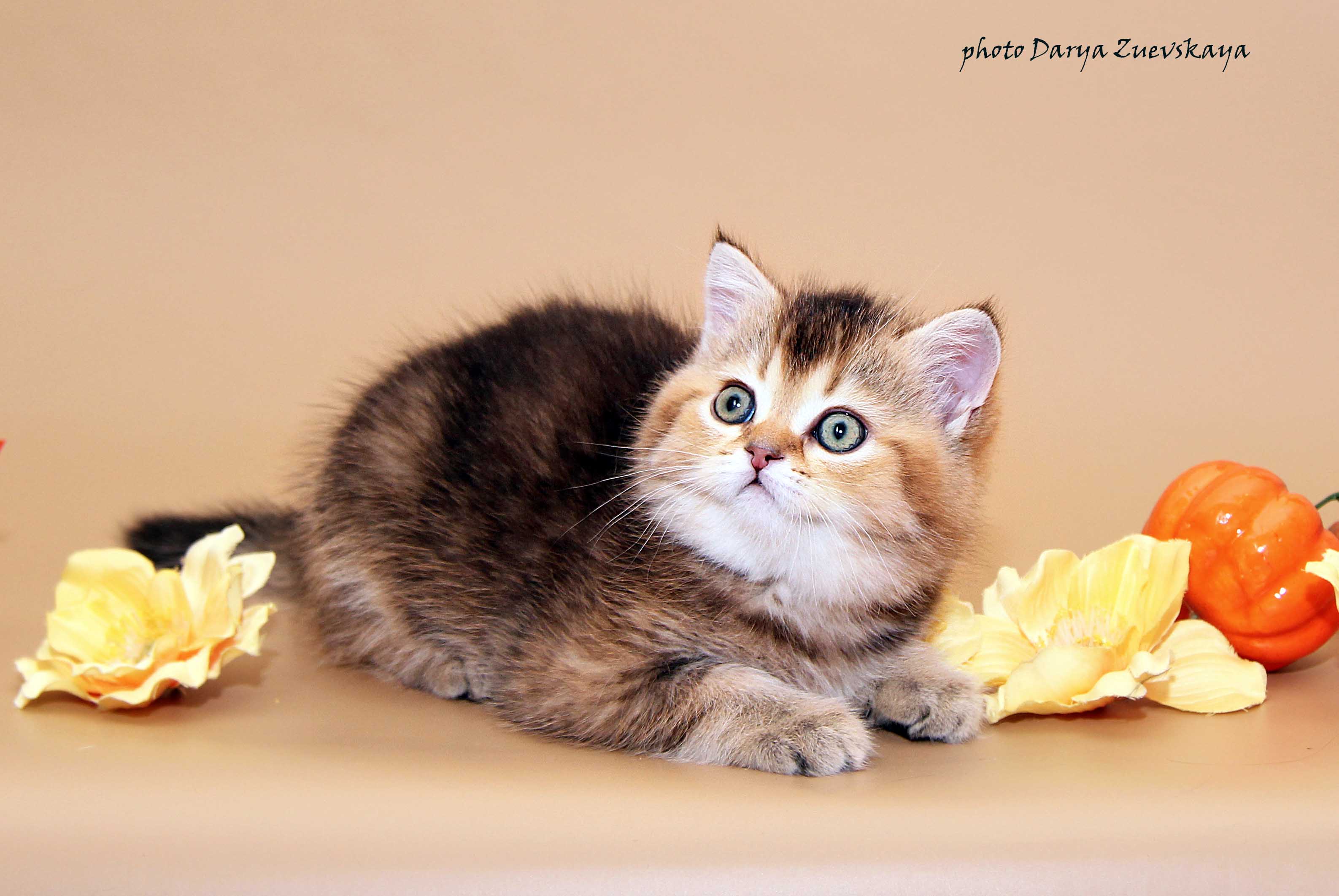 Шотландский котенок купить Казань