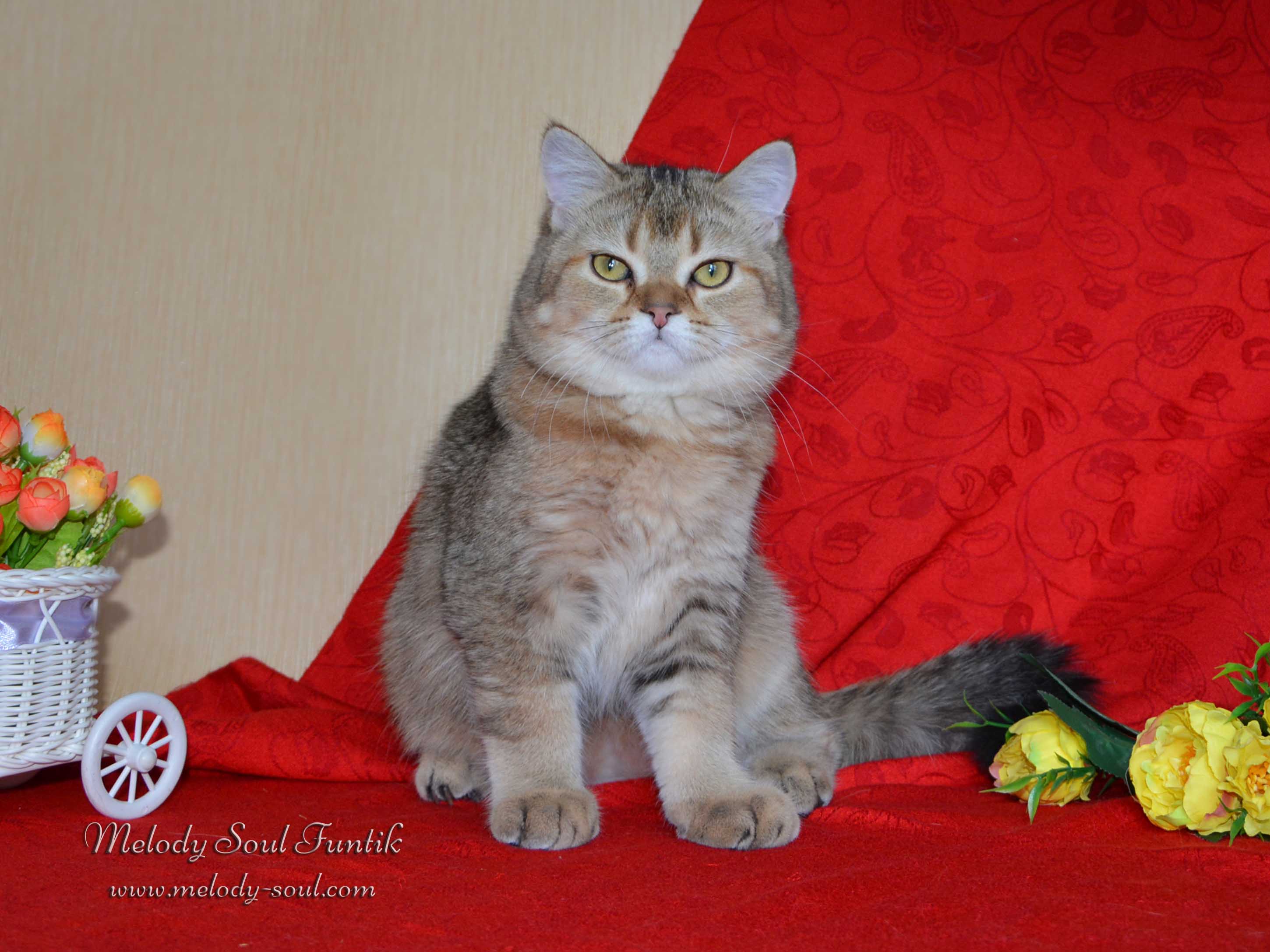 Шотландский котенок купить Казань