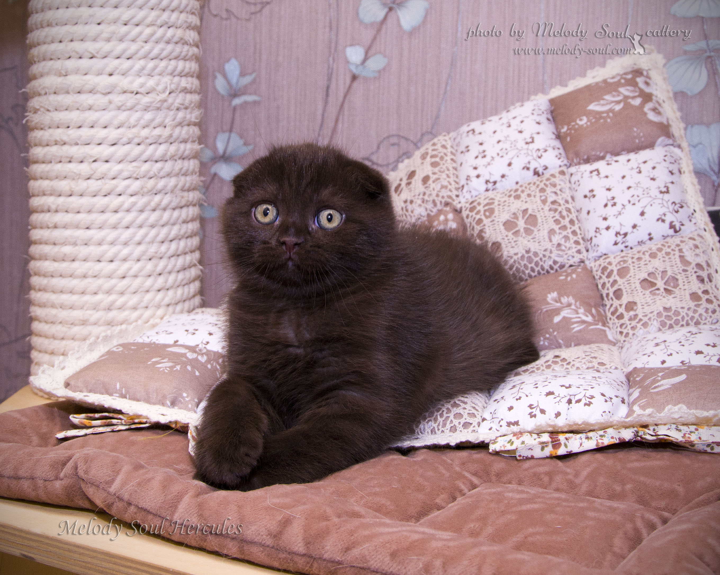 кот шотландец вислоухий шоколад. кот шотландец вислоухий шоколад. шотландская вислоухая циннамон. вислоухий коричневый. шотландская вислоухая кошка коричневая.